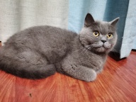 自养英短蓝猫，工作原因无法饲养，给小猫找新主人